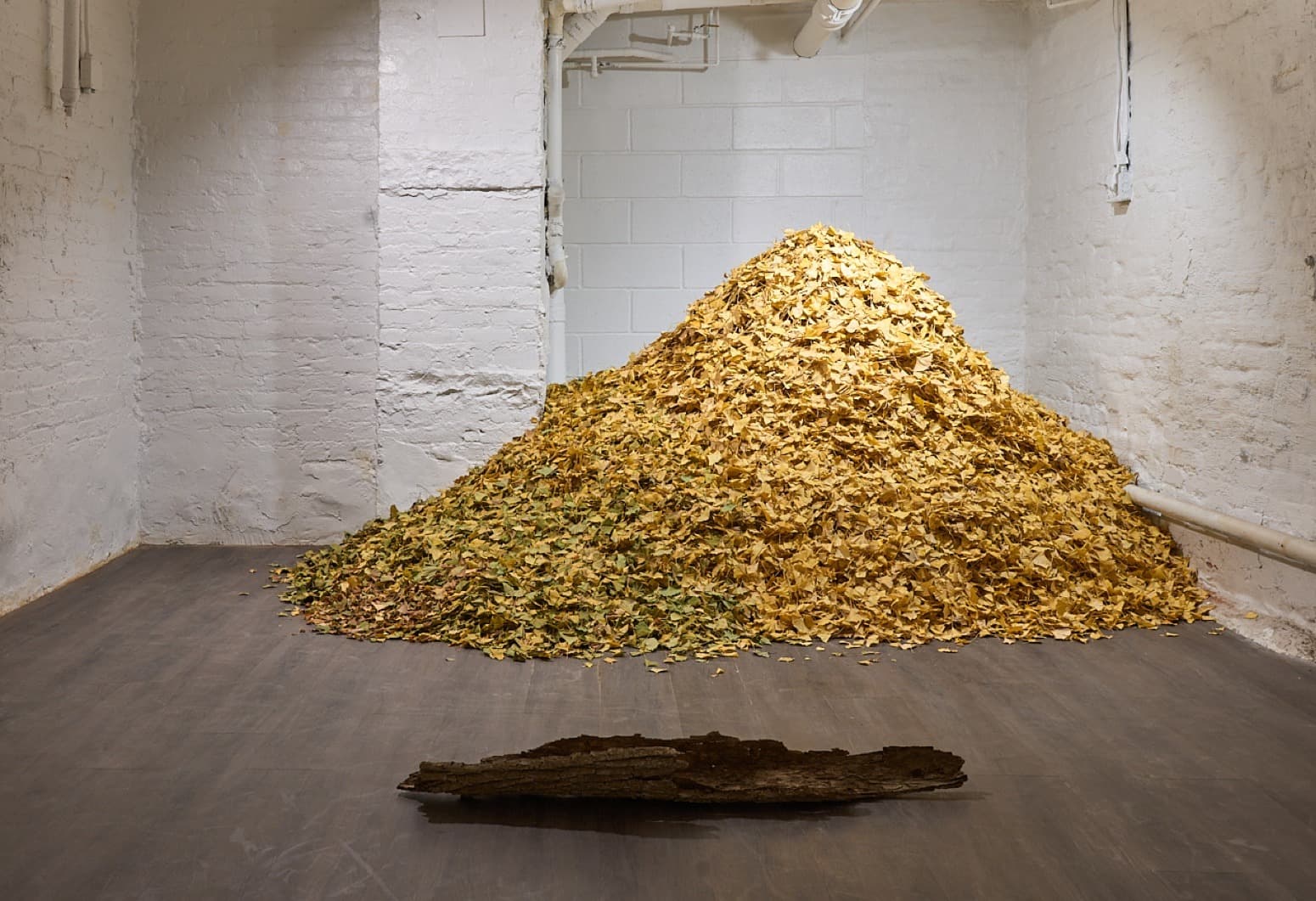 Motohiro Takeda: Counting Leaves